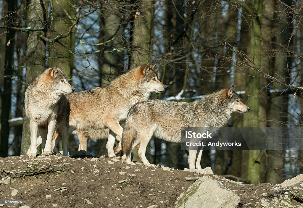 Canadian Timber Wolves - Lizenzfrei Wolf Stock-Foto