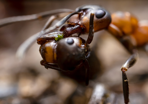 Ant carrying a dead ant. Red wood horse ant close up. Macrophotograph with selective focus.