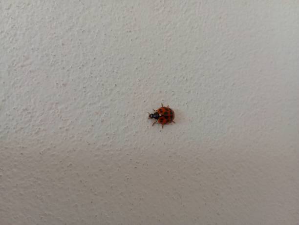 istock Coccinellidae Latreille. Ladybug on a white wall plane. A red insect with black spots. 1748494961