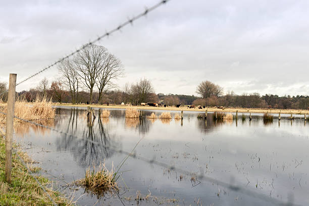 istock A flooded pasture in Belgium 174849605