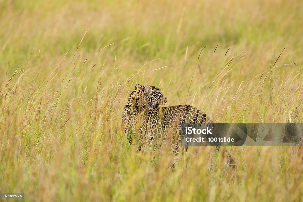 Leopardo na savannah-ver - Foto de stock de Animais de Safári royalty-free