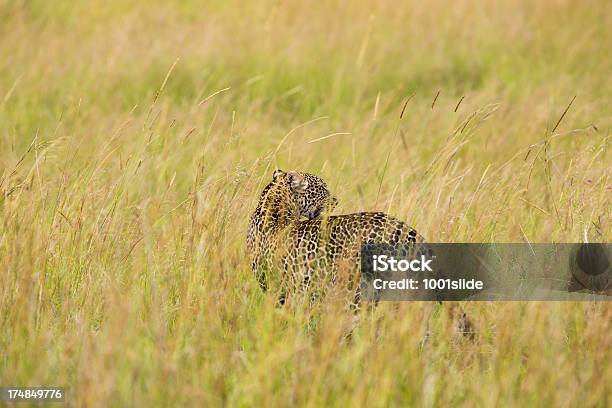 Foto de Leopardo Na Savannahver e mais fotos de stock de Animais de Safári - Animais de Safári, Animais em Extinção, Animal