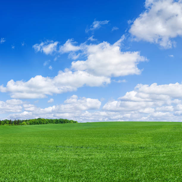istock Square spring landscape XXXXL - meadow, blue sky 174849850