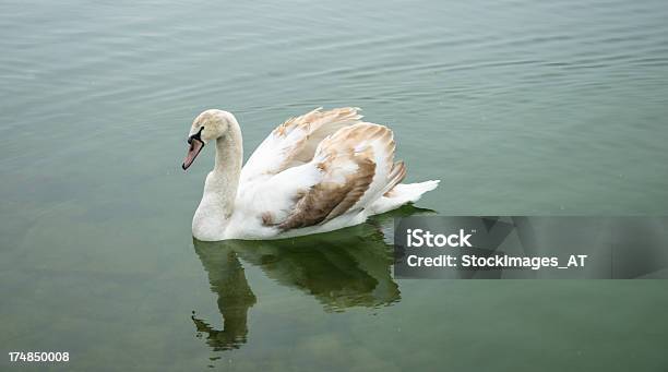 Foto de Brown Natação Swan Em Um Lago e mais fotos de stock de Animais em Extinção - Animais em Extinção, Animal, Bico