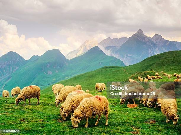 Oveja Foto de stock y más banco de imágenes de Lana - Lana, Oveja - Mamífero ungulado, Agricultura