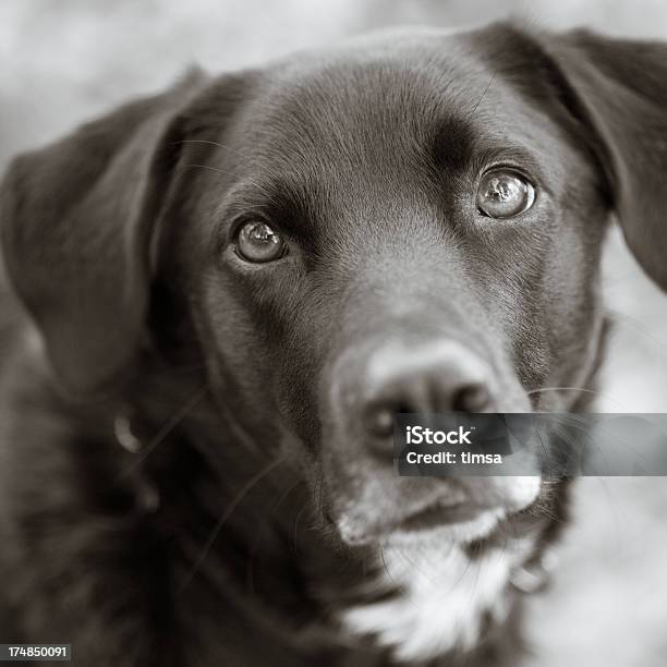 養子は私の場合は - 犬のストックフォトや画像を多数ご用意 - 犬, ウィペット, カメラ目線