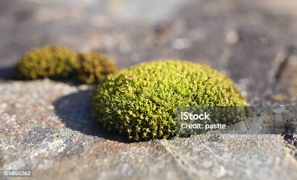 Ściana Moss - zdjęcia stockowe i więcej obrazów Bez ludzi - Bez ludzi, Bliskie zbliżenie, Fotografika