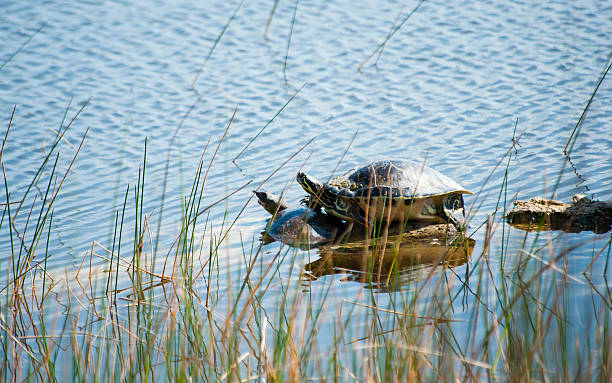 istock Turtles In The Sun 174850303