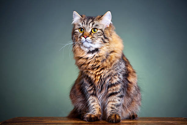 istock Portrait of a cat 174850326
