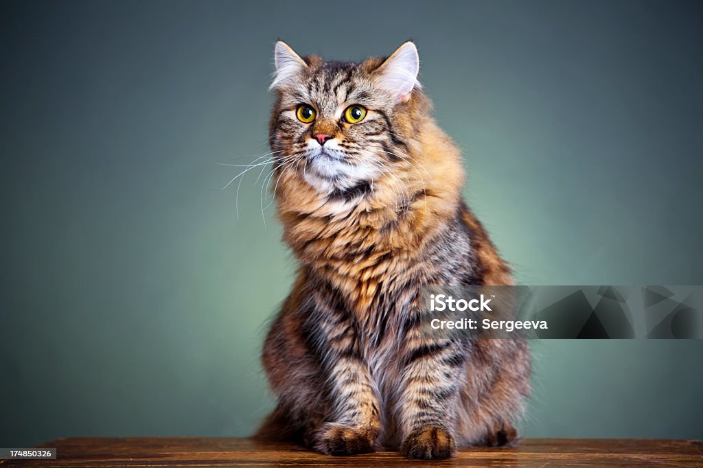 Портрет cat - Стоковые фото Веселье роялти-фри
