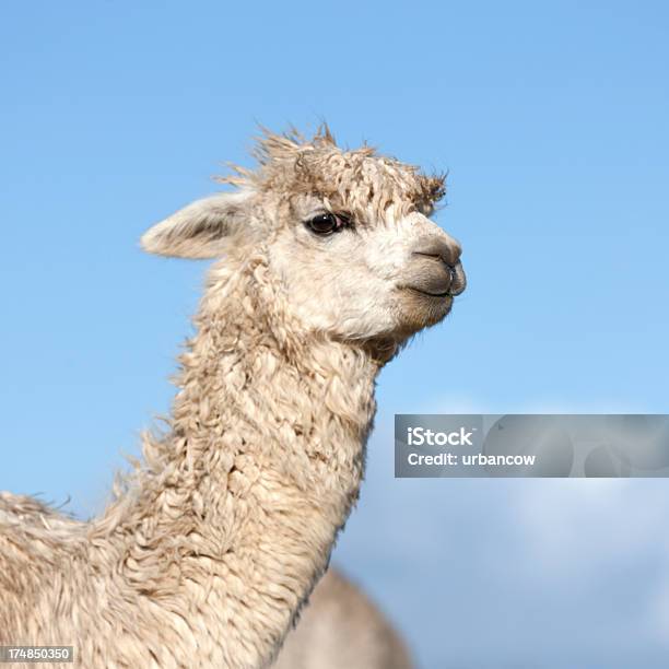 Weißer Alpaka Stockfoto und mehr Bilder von Alpaka - Alpaka, Blau, Domestizierte Tiere