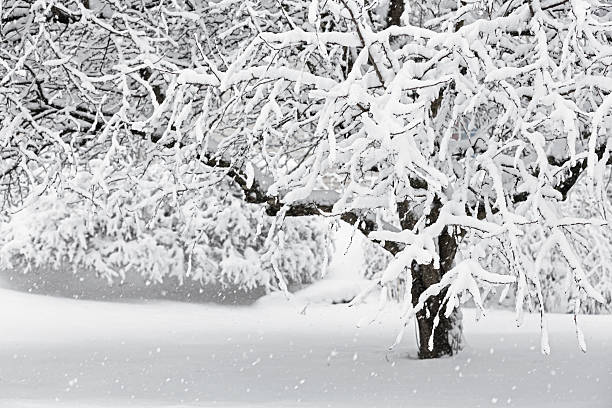 tormenta crabapple albero inverno - isweather2013 foto e immagini stock