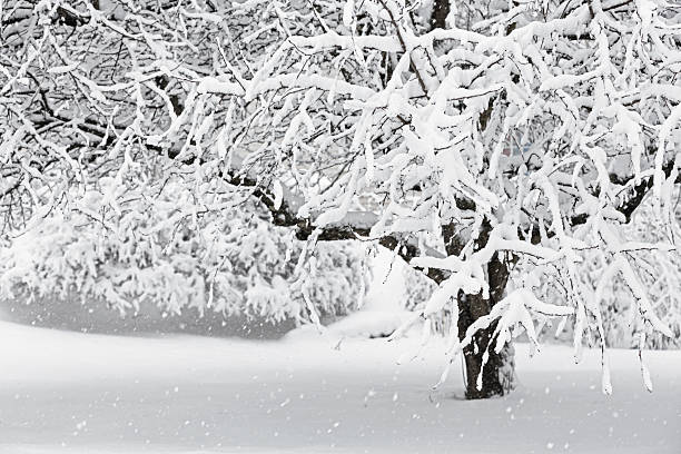 zima blizzard rajskie jabłko drzewo - isweather2013 zdjęcia i obrazy z banku zdjęć