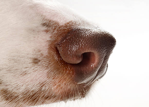 Close-Up Dog Nose