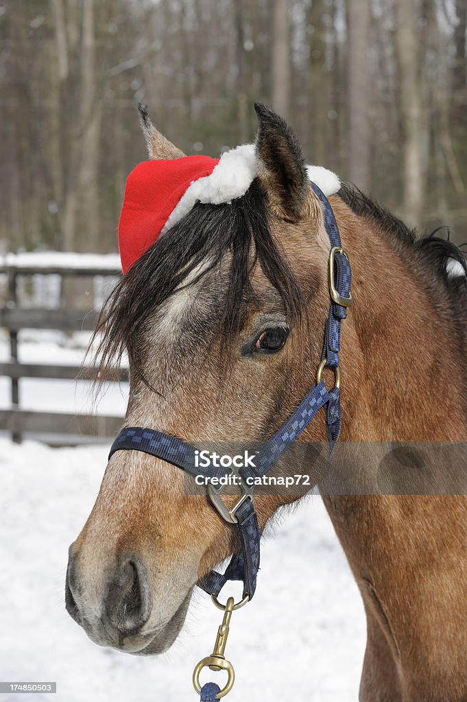 Cavallo Indossare Cappello da Babbo Natale all'aperto nella neve Natale Puledra - Foto stock royalty-free di Ambientazione esterna
