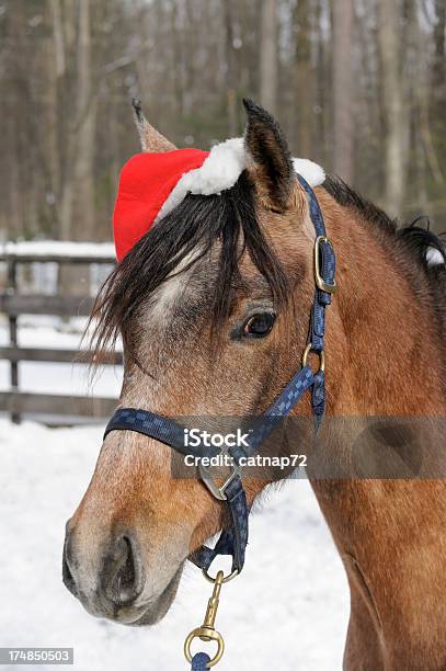 Cavallo Indossare Cappello Da Babbo Natale Allaperto Nella Neve Natale Puledra - Fotografie stock e altre immagini di Ambientazione esterna