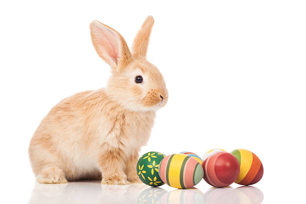 Easter bunny stock photo