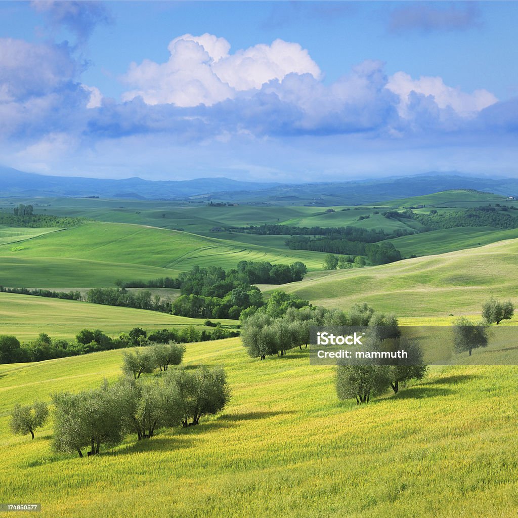 Verde delle colline della Toscana - Foto stock royalty-free di Albero