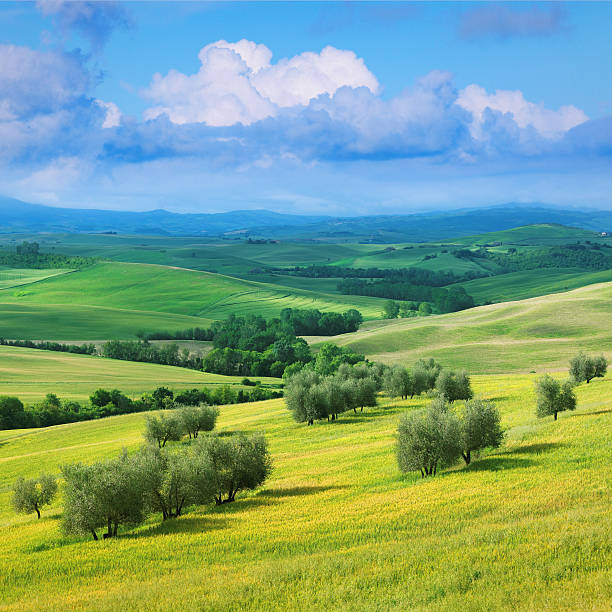 Rural landscape from Castiglione, Siena province, Tuscany, Italy, at summer