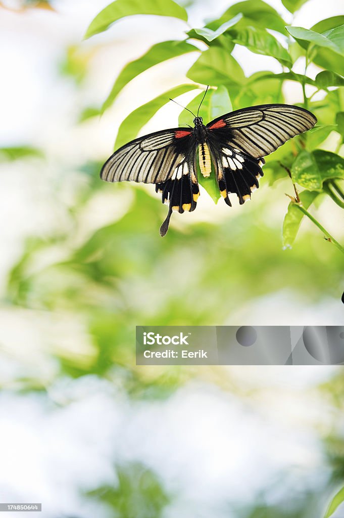 Borboleta em uma folha de planta - Foto de stock de Animal royalty-free