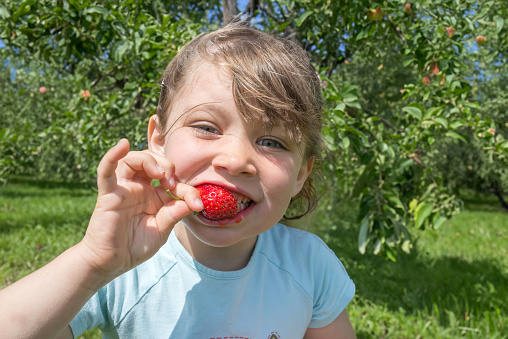 Funny image of a young girl biting into a juicy and creamy strawberry