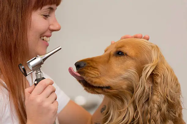 cocker spaniel showing vet his tongue during ear examination