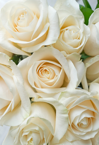 White rose background