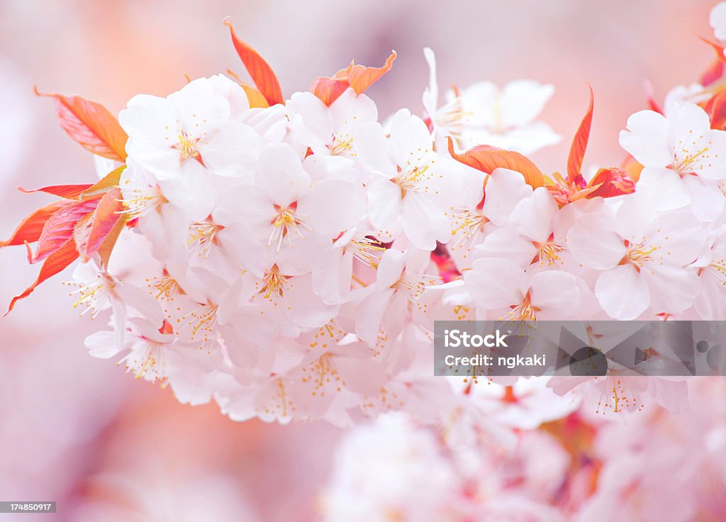 Sakura flor de cerejeira - Foto de stock de Beleza natural - Natureza royalty-free