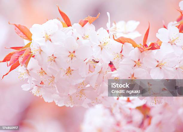Foto de Sakura Flor De Cerejeira e mais fotos de stock de Beleza natural - Natureza - Beleza natural - Natureza, Botão - Estágio de flora, Colorido Pastel