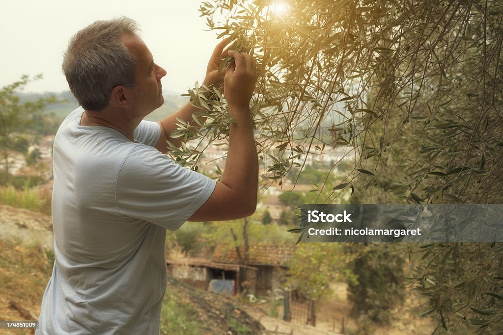 Recolección aceitunas de Toscana - Foto de stock de Aceituna libre de derechos