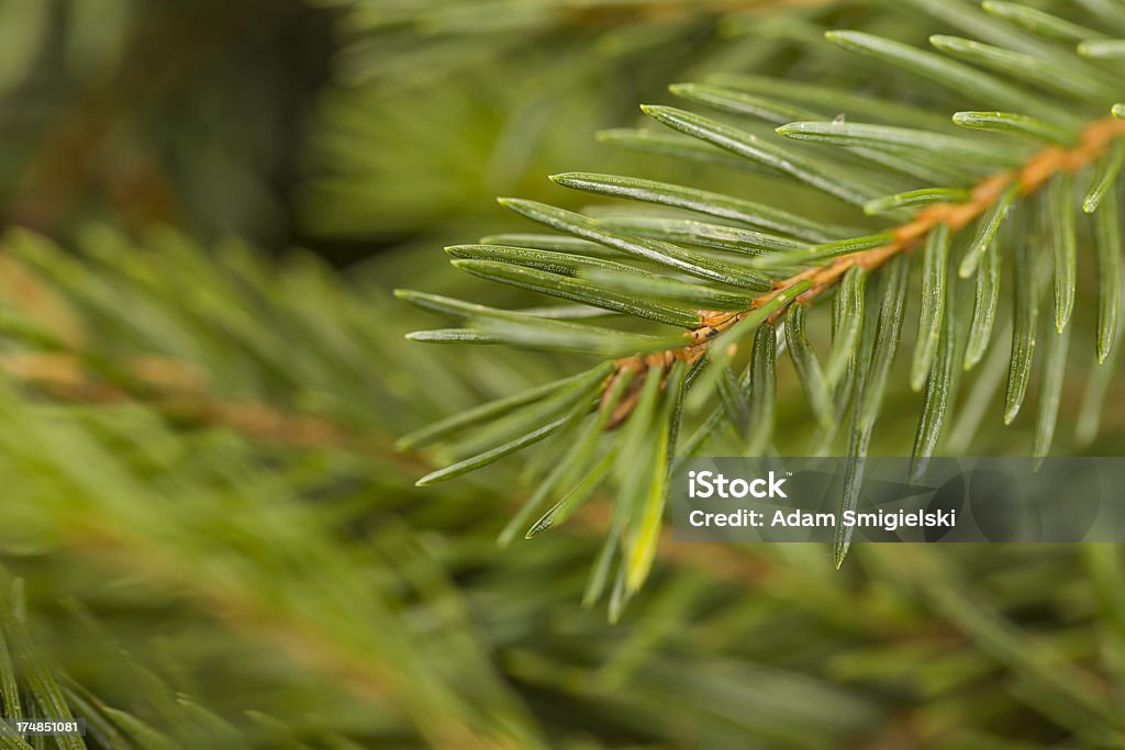 albero di Natale - Foto stock royalty-free di Abete