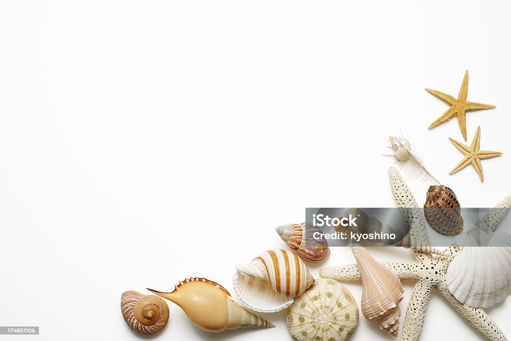 自然の貝殻のボーダー - 貝殻のロイヤリティフリーストックフォト