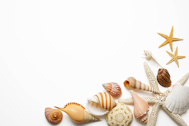 istock Natural border of seashells isolated on white background 174851106