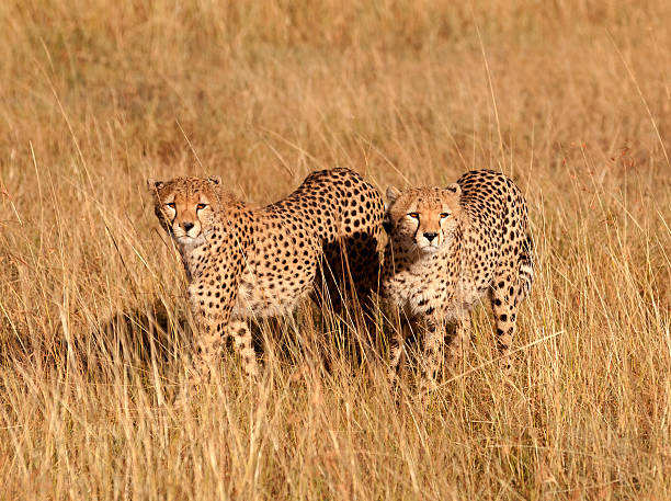 istock Male cheetahs in Masai Mara 174851110