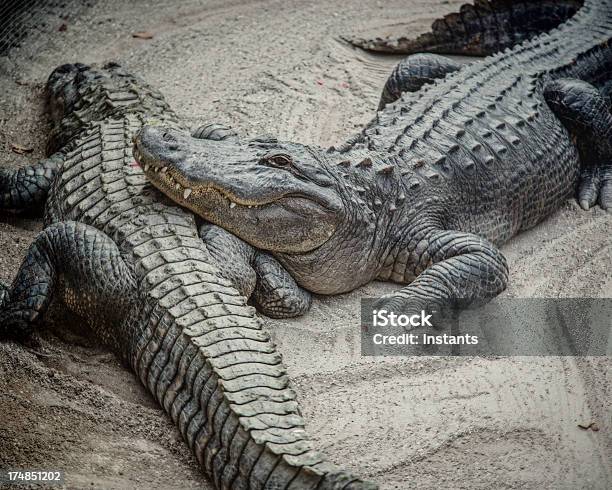 Gli Alligatori - Fotografie stock e altre immagini di Alligatore - Alligatore, Alligatore americano, Animale