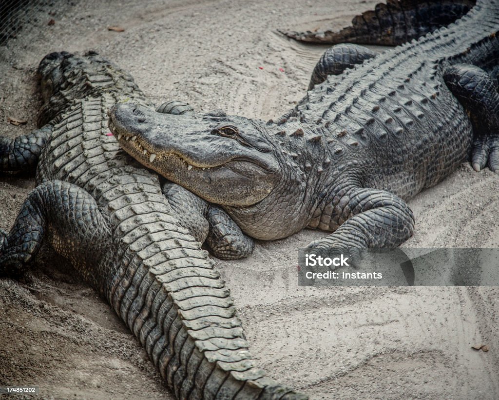 Crocodilos - Royalty-free Aligátor Foto de stock