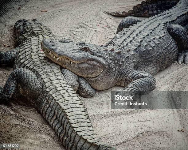 Crocodilos - Fotografias de stock e mais imagens de Aligátor - Aligátor, Aligátor americano, Animais caçando
