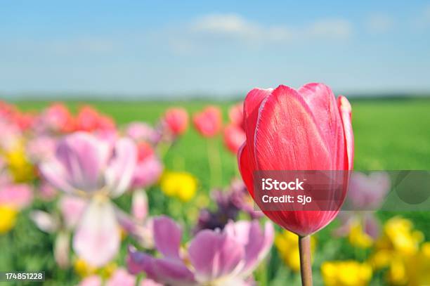Tulipano - Fotografie stock e altre immagini di Agricoltura - Agricoltura, Ambientazione esterna, Bellezza naturale