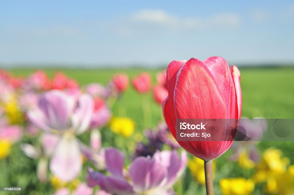 Tulipa - Foto de stock de Agricultura royalty-free