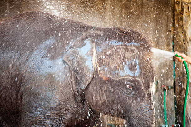 istock Washing the Baby Elephant 174851428