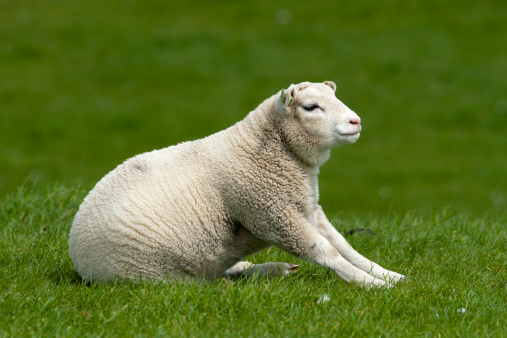 Sitting Lamb