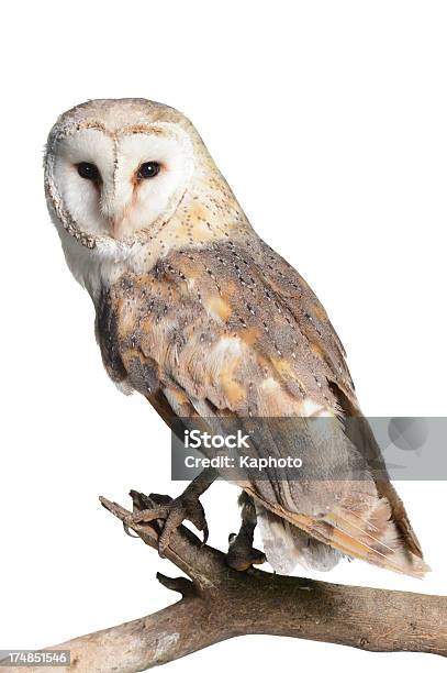 Barn Owl Stock Photo - Download Image Now - Barn Owl, Cut Out, White Background