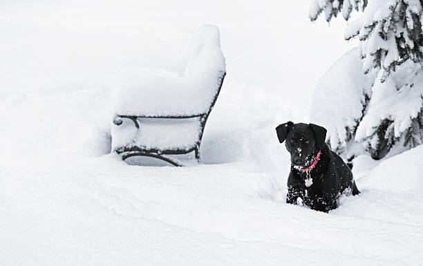nero cane seduto in deep tormenta di neve - isweather2013 foto e immagini stock