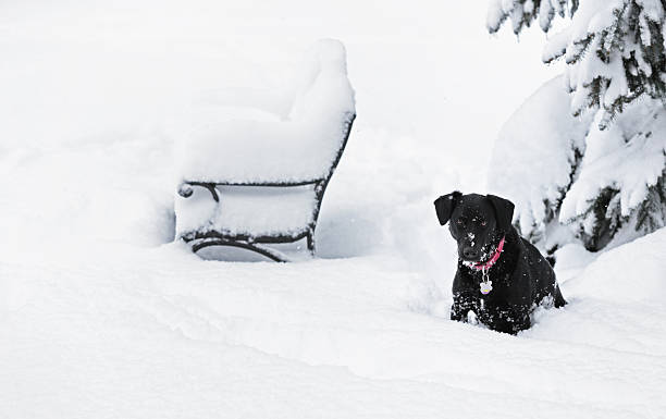 czarny pies siedzi w głębokim blizzard śniegu - isweather2013 zdjęcia i obrazy z banku zdjęć