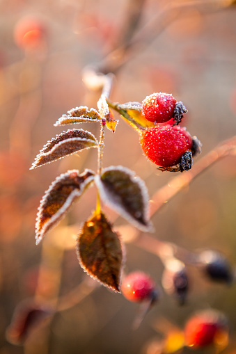 Frozen rosehip berries on a branch in the morning sun.