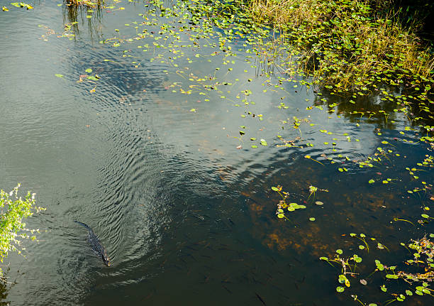 everglade swamp - directly above outdoors alligator florida photos et images de collection