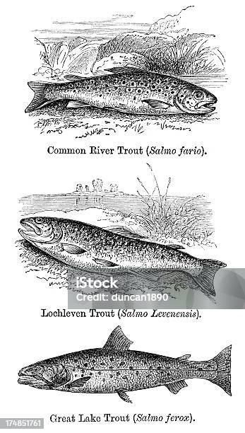 Peixe Truta - Arte vetorial de stock e mais imagens de Antiguidade - Antiguidade, Indústria Pesqueira, Pesca