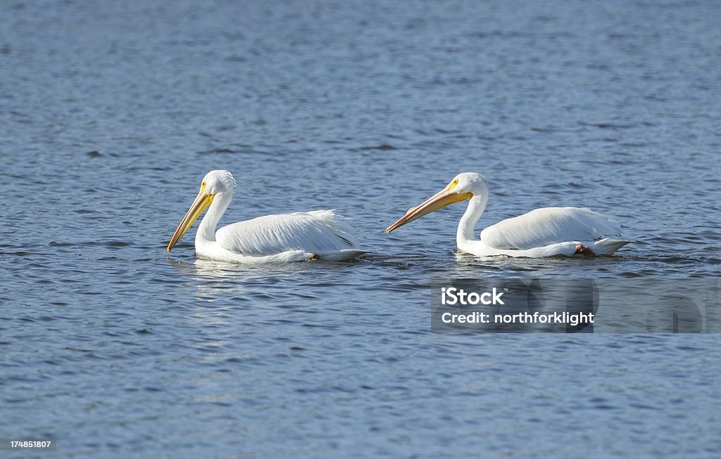 American White Pelicans A pair of white pelicans swimming Ding Darling National Wildlife Refuge Stock Photo