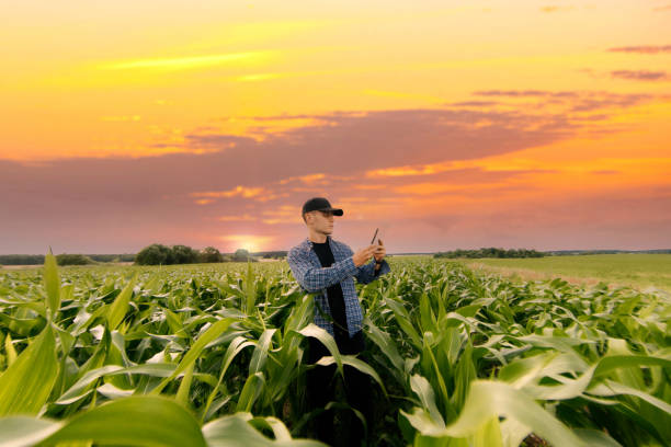 istock male farmer in a field with corn studies and analyzes the crop. 1748518385