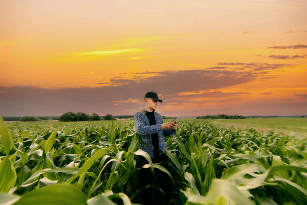 istock male farmer in a field with corn studies and analyzes the crop. 1748518390
